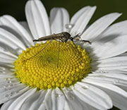 Flying Insects